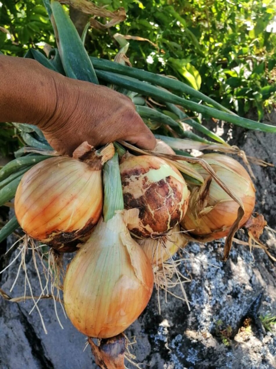 Cadena aprueba importar 60 mil quintales de cebolla