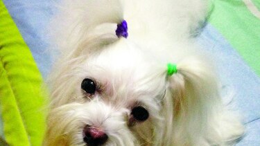 Consentidos: Amor por Puky