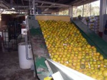 Planta de cítricos a toda máquina