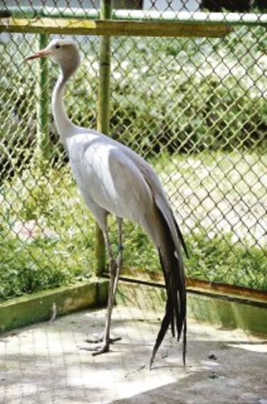 Las garzas presidenciales también salen de viaje