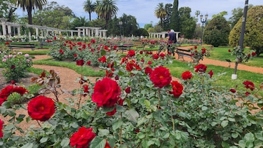 Entre rosas y bonsáis