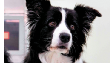 Videojuegos pueden ayudar a los perros