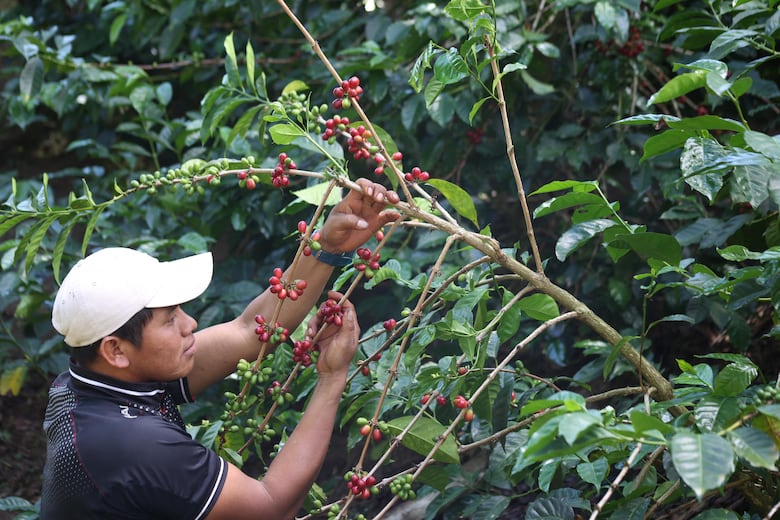 25 millones de personas viven del cultivo del café en Latinoamérica