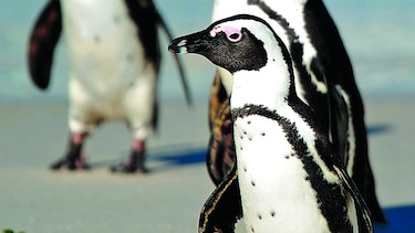 Hombres ‘liberan’ a un pingüino