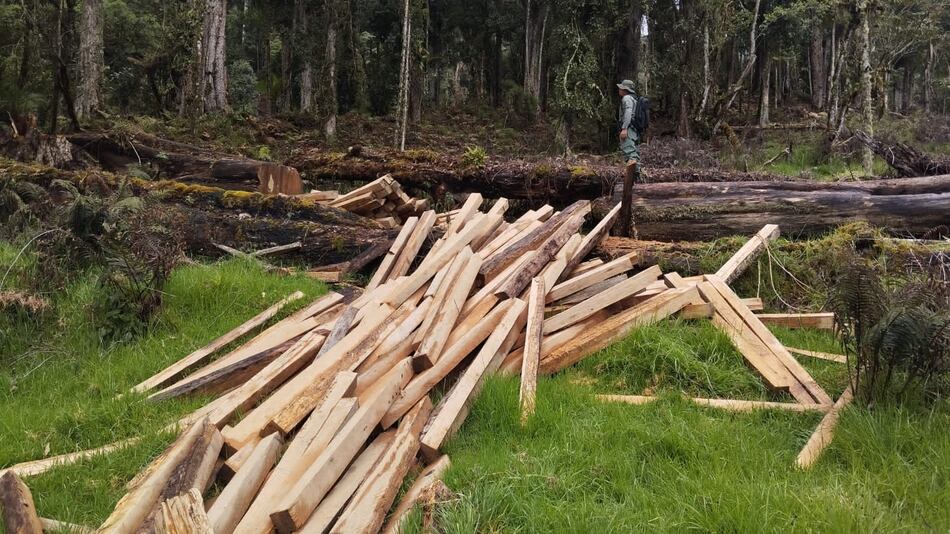Descubren tala ilegal en el Parque Internacional La Amistad, Chiriquí