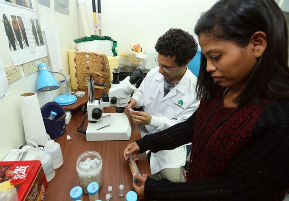 Estudian peces 'eléctricos' y la evolución