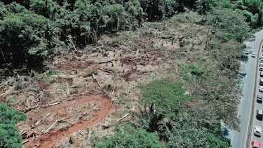 Anegación de carretera, atribuida a deforestación