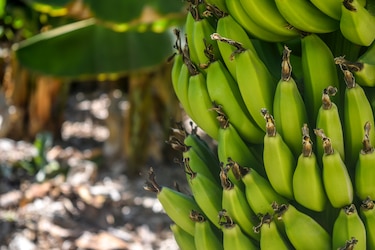 Standard Fruit Company cierra dos fincas bananeras en Costa Rica debido a caída del dólar