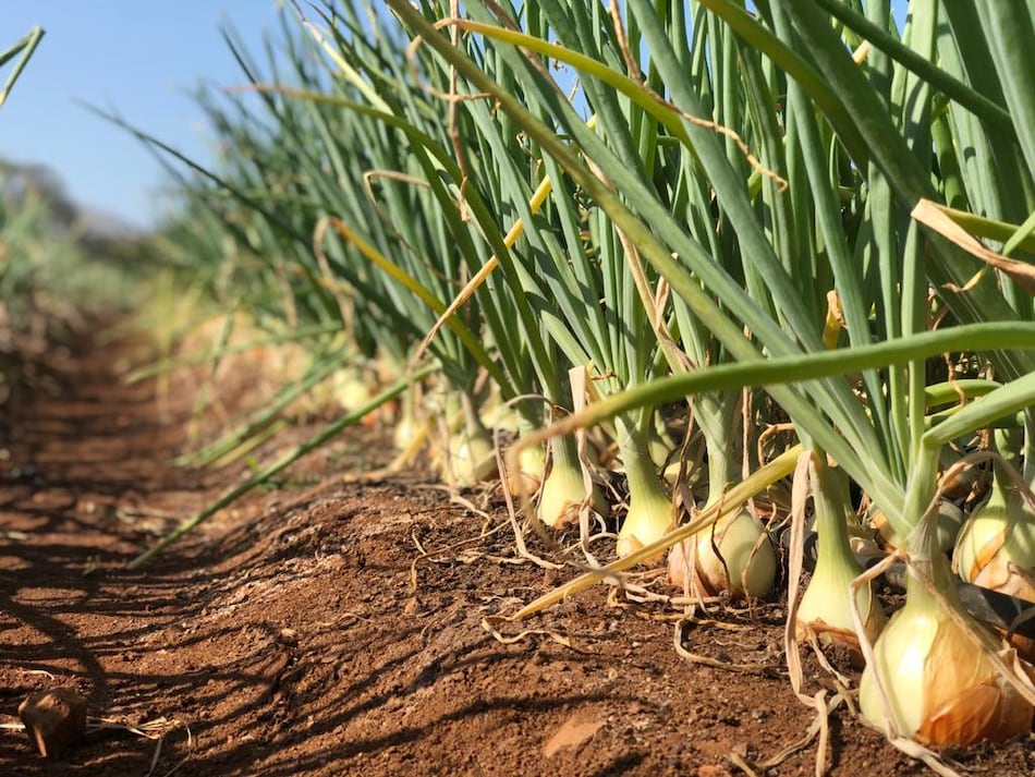 Producción de cebolla crecería a mil hectáreas en 2021