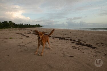 Río Caña sorprende con su gastronomía autóctona