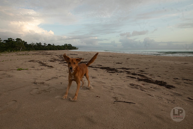 Río Caña sorprende con su gastronomía autóctona