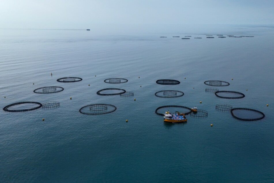 El ‘salmón turco’, el nuevo oro rosa del mar Negro