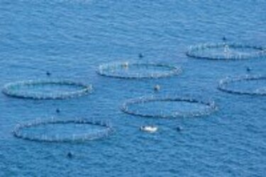 Acuicultura con ánimo y cautela