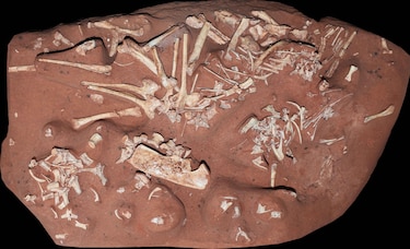 Descubren una nueva especie de dinosaurio ‘muy raro’ en Brasil