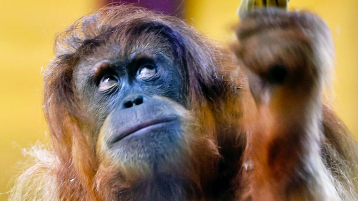 Un orangután descansa en el pecho de su madre, tras solo una semana de nacido, en Amneville zoo, Francia.