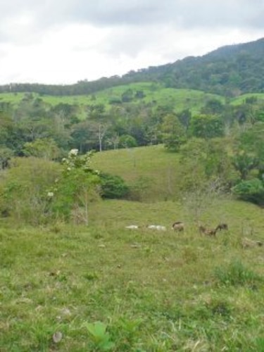 Anati gestiona títulos en reservas forestales