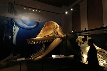 Exhiben fósil de ballena asesina que vivió en Perú hace 12 millones de años