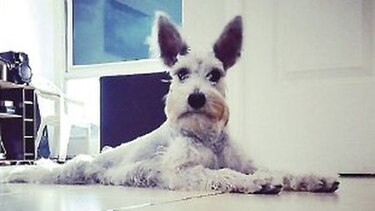 Dottie, el amor de la casa