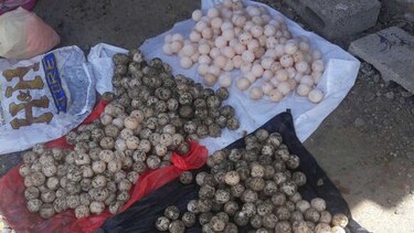 Decomisan cargamento de huevos de tortuga en Tonosí