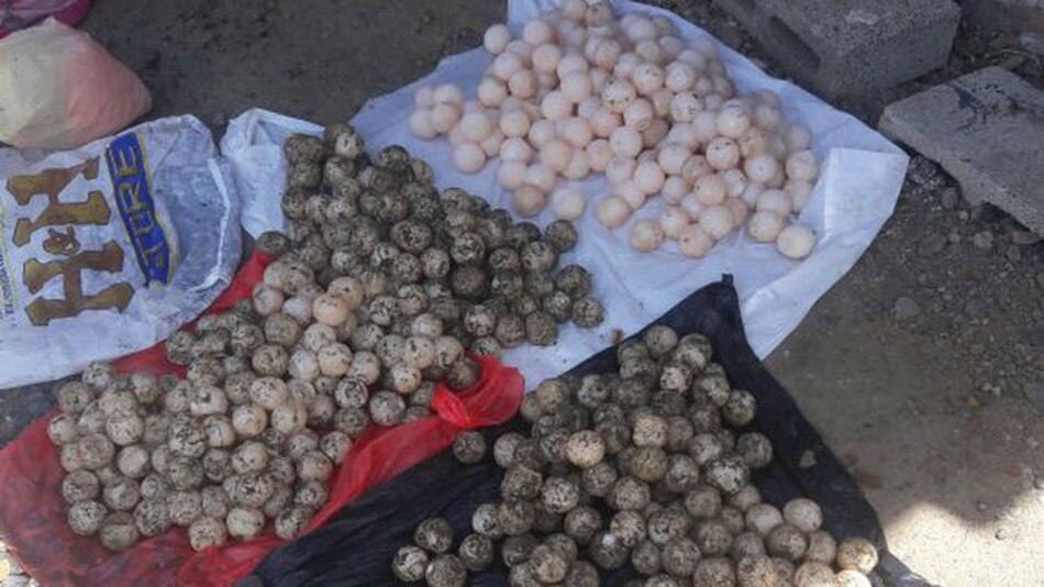 Decomisan cargamento de huevos de tortuga en Tonosí