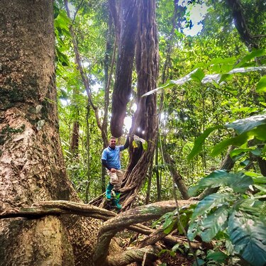 ¿La liana más grande del mundo está en isla Barro Colorado?