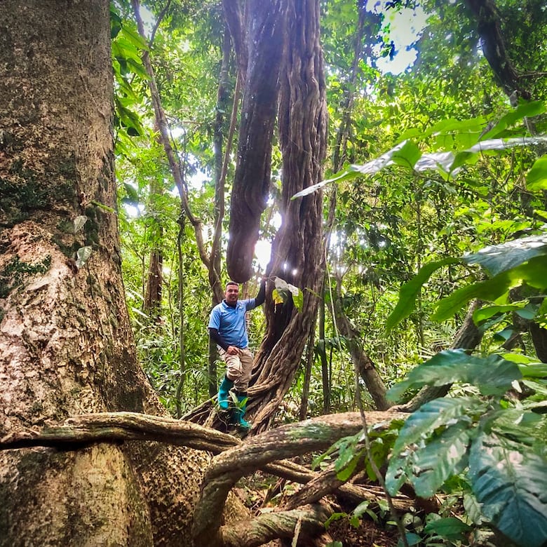 ¿La liana más grande del mundo está en isla Barro Colorado?
