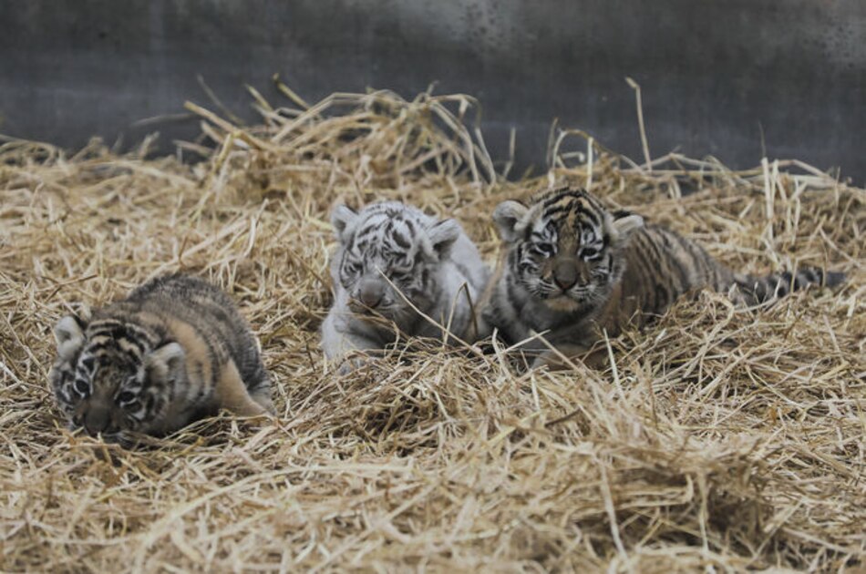 Un zoológico de Perú busca nombres a tigresas nacidas en cautiverio