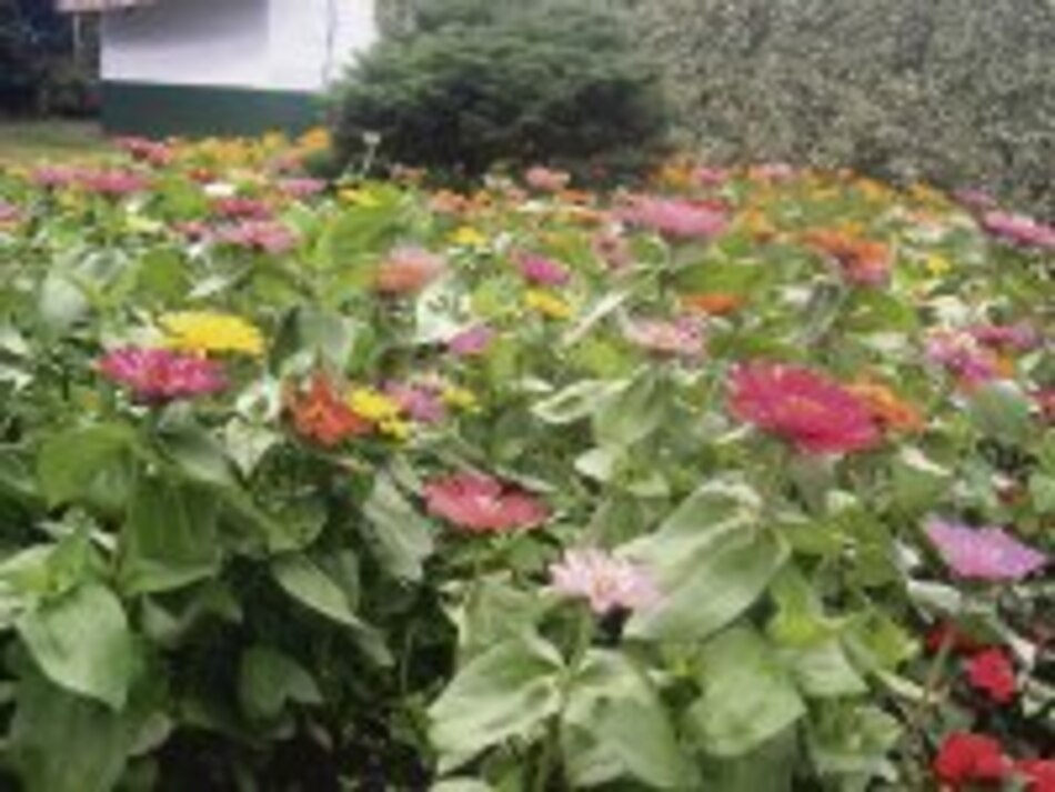 Destino a flor, café y folclor