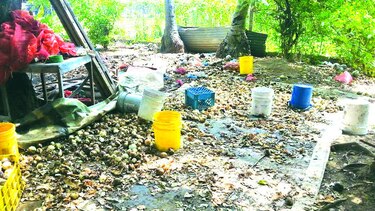 Se deteriora la cebolla en casas de natariegos