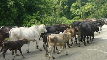 Hurto pecuario, un delito en ascenso y difícil de investigar