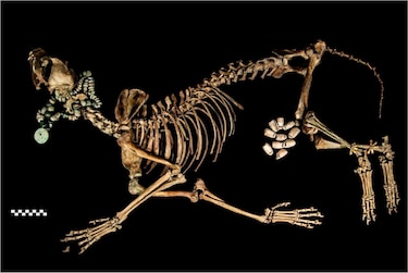 El zoológico de Moctezuma que asombró a los españoles hace 500 años y que recién ahora empezamos a conocer