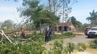 Fuertes vientos causan caída de árboles en Los Santos