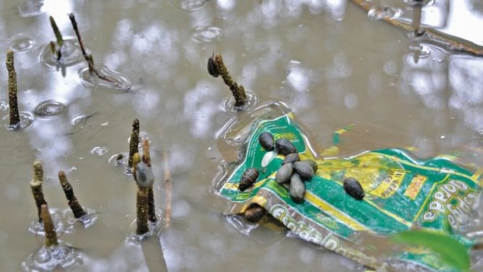 Mangles surfean el desecho