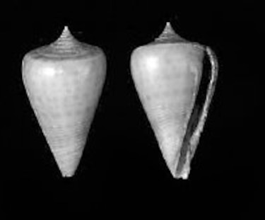 Caracoles y conchas, testigos de la evolución