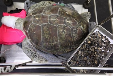 Extraen de una tortuga 915 monedas que turistas tiraron 'para atraer la buena suerte': Tailandia