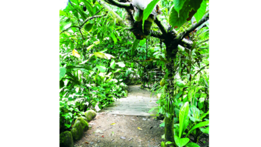 Conexión con la naturaleza