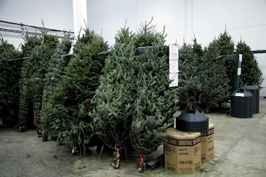 Alcaldía de Panamá regulará venta de arbolitos de Navidad