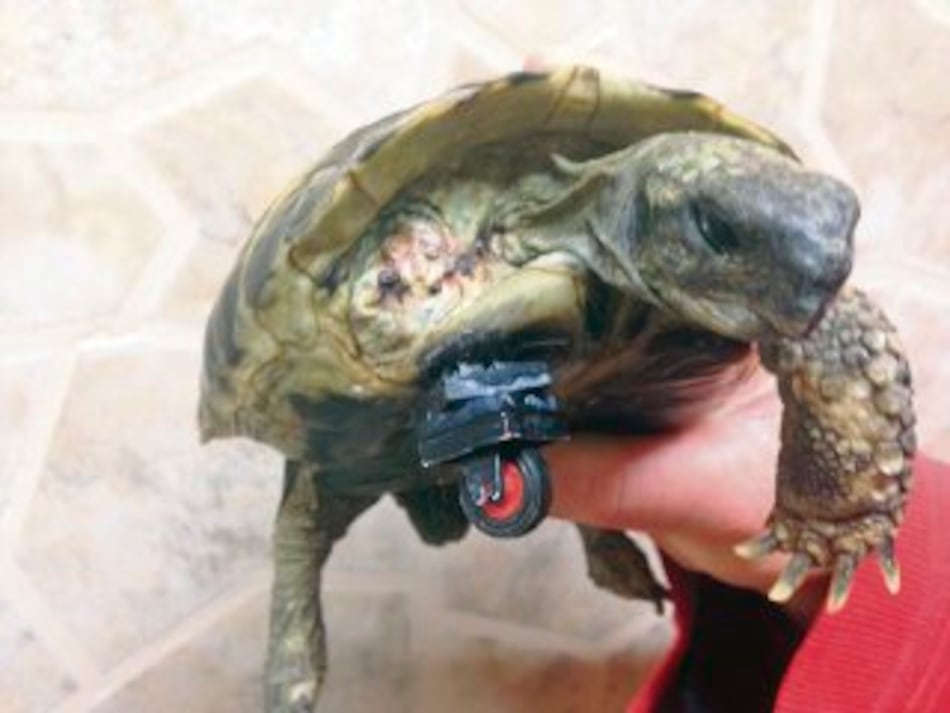 Tortuga herida recibe una prótesis de Lego