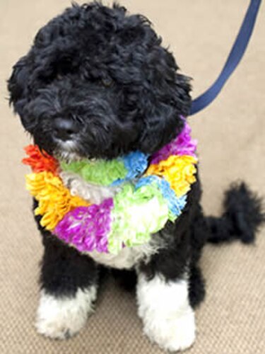 Los Obama ya tienen perro y se llama Bo