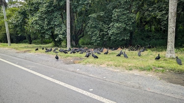 Detectan otro vertedero clandestino con animales muertos cerca del aeropuerto; alertan de riesgo para las operaciones aéreas
