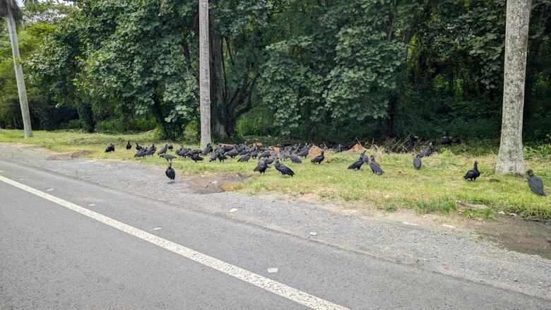 Detectan otro vertedero clandestino con animales muertos cerca del aeropuerto; alertan de riesgo para las operaciones aéreas