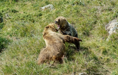 Japón registra un incremento de ataques de oso sin precedentes