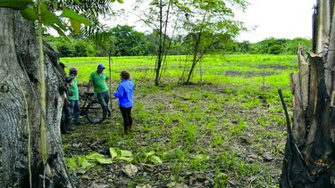 Precaristas invaden viejas fincas bananeras
