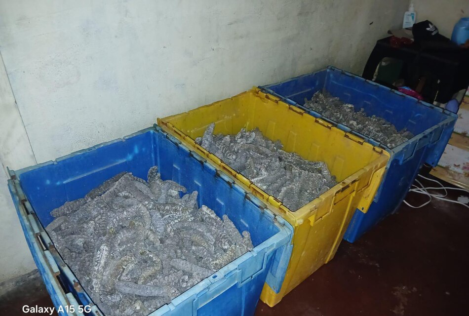 Operación Holoturias desmantela red de tráfico de pepinos de mar en Panamá