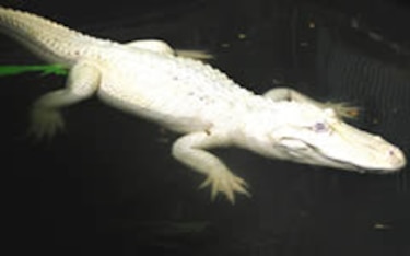 Cocodrilo de los everglades en Luisiana