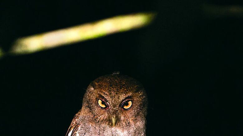 Observación de fauna