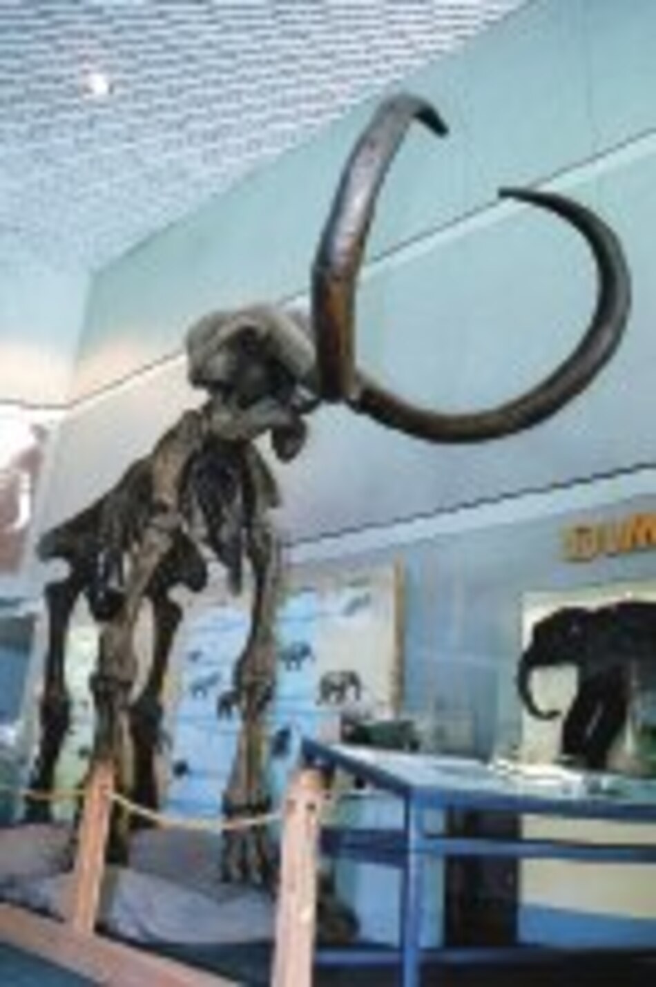 El ‘Obi’ tenía un mamut