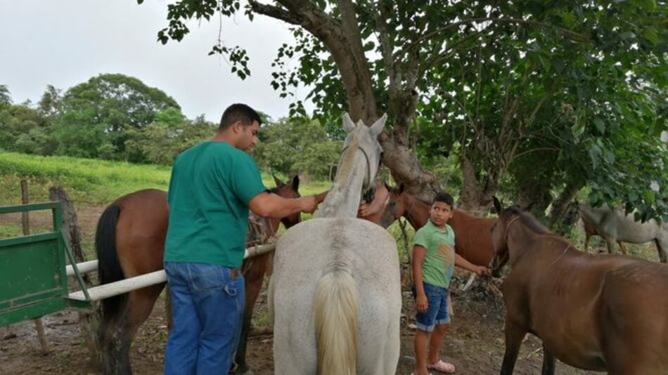 Tras casos de encefalitis equina en Darién retoman jornada de vacunación en Herrera