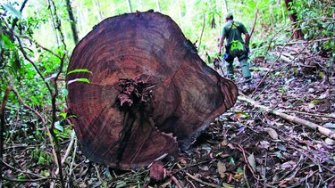 Reducen extensión de reserva forestal