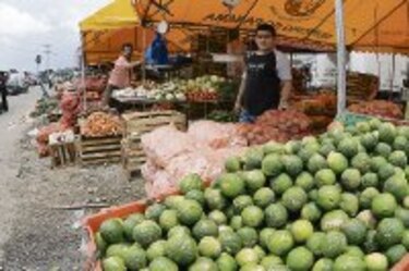 Se incrementa la producción del limón persa